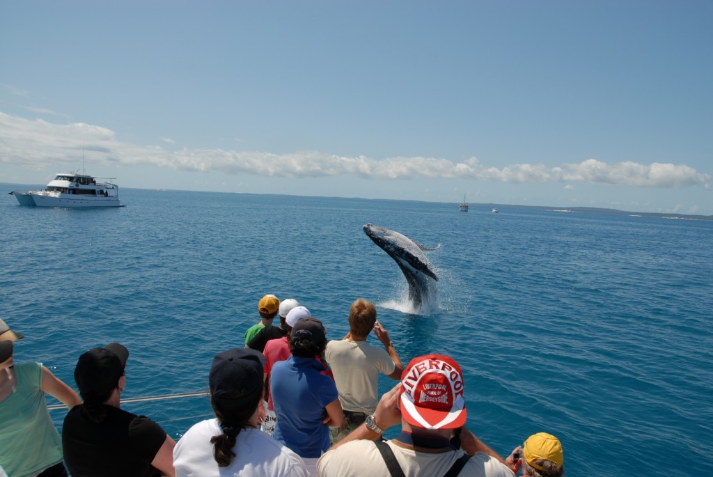 hervey-bay-whale-watching-tour-breach